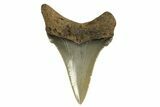 Serrated Angustidens Tooth - Megalodon Ancestor #321697-1